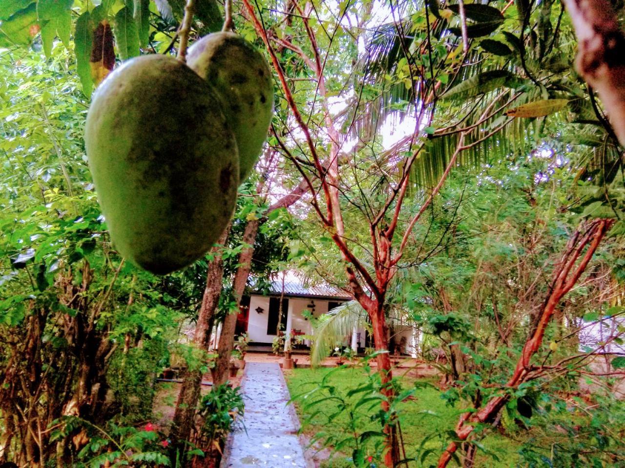 Sigiri Mango Garden Eco Resort Sigiriya Exterior foto
